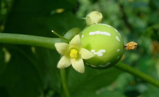  Male Flower and Fruit